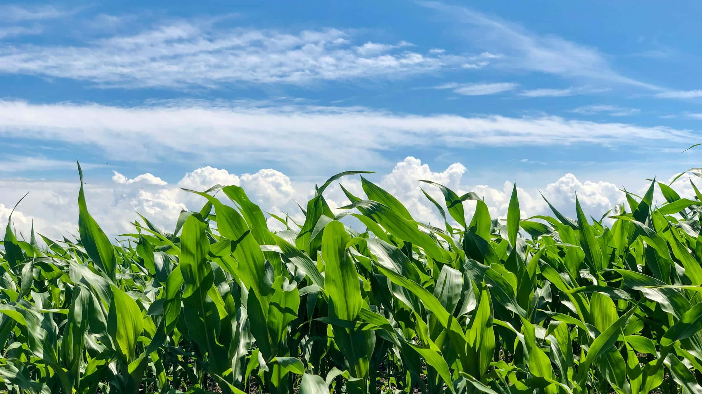 Tanaman jagung hijau di bawah langit biru berawan