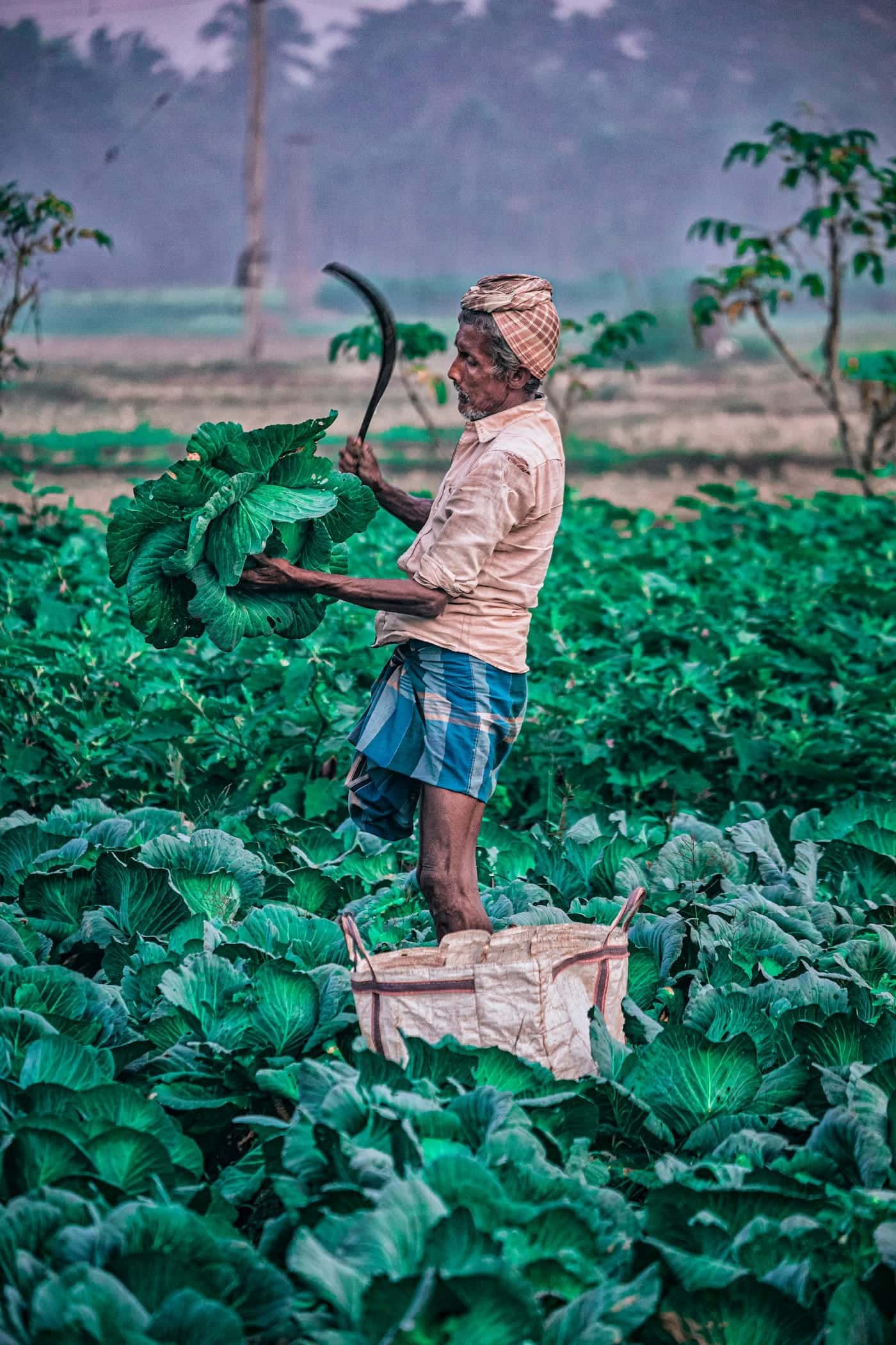Petani berdiri di tengah hamparan tanaman sayur hijau sambil membawa hasil panen