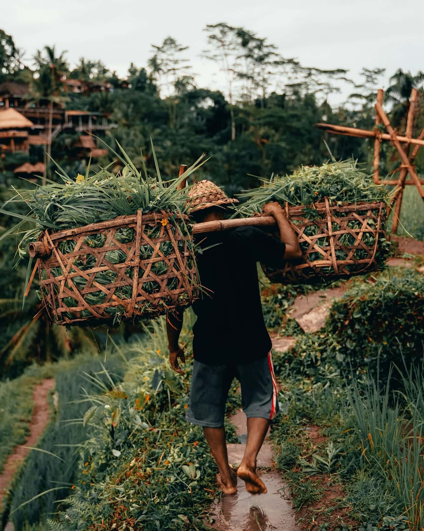 Petani memikul dua keranjang bambu berisi hasil kebun di jalan setapak