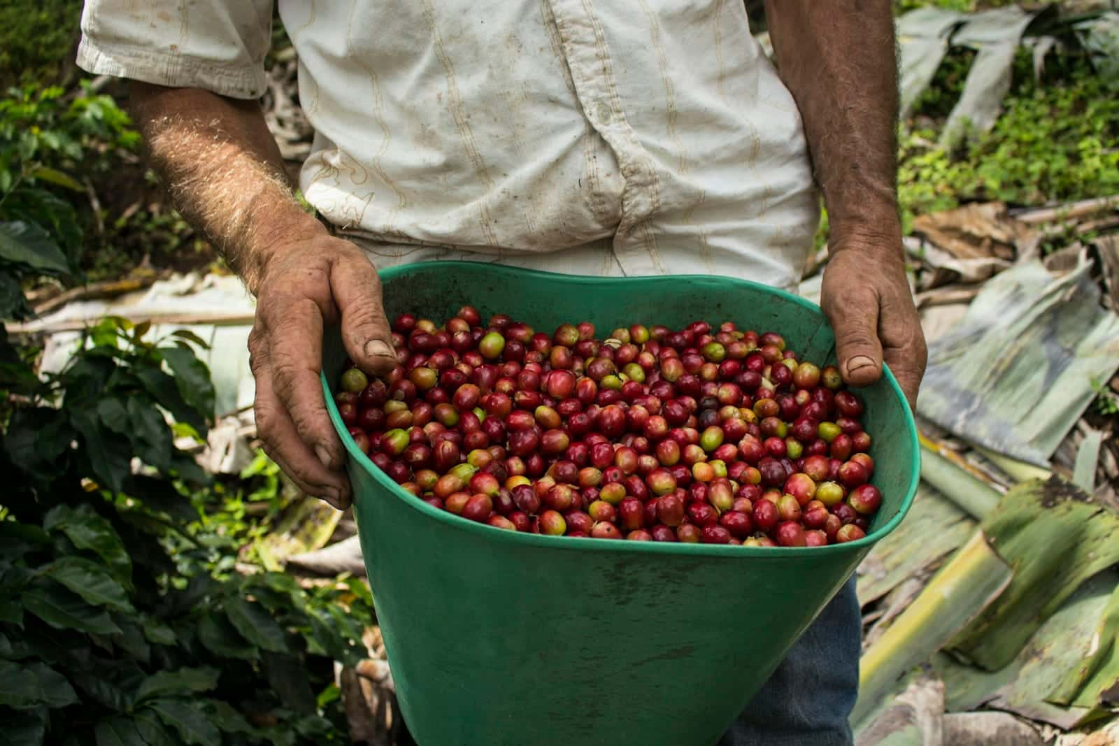 Petani memegang ember hijau berisi buah kopi merah hasil petik