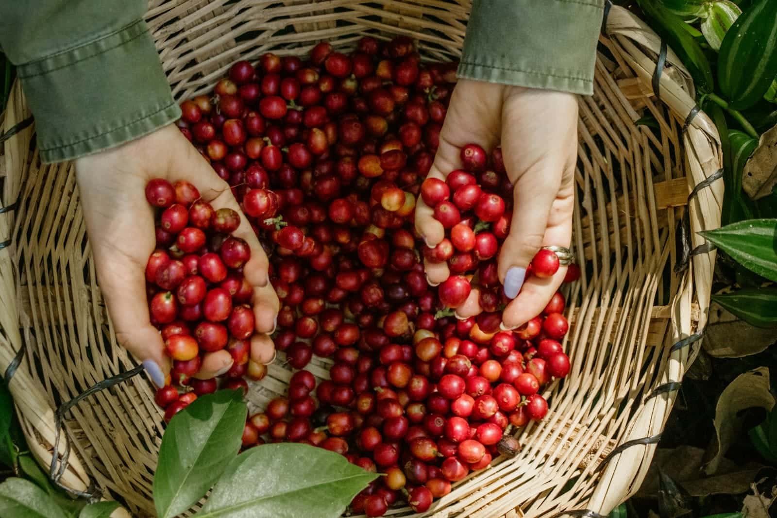 Dua tangan memegang segenggam buah kopi merah di atas keranjang anyaman penuh buah kopi