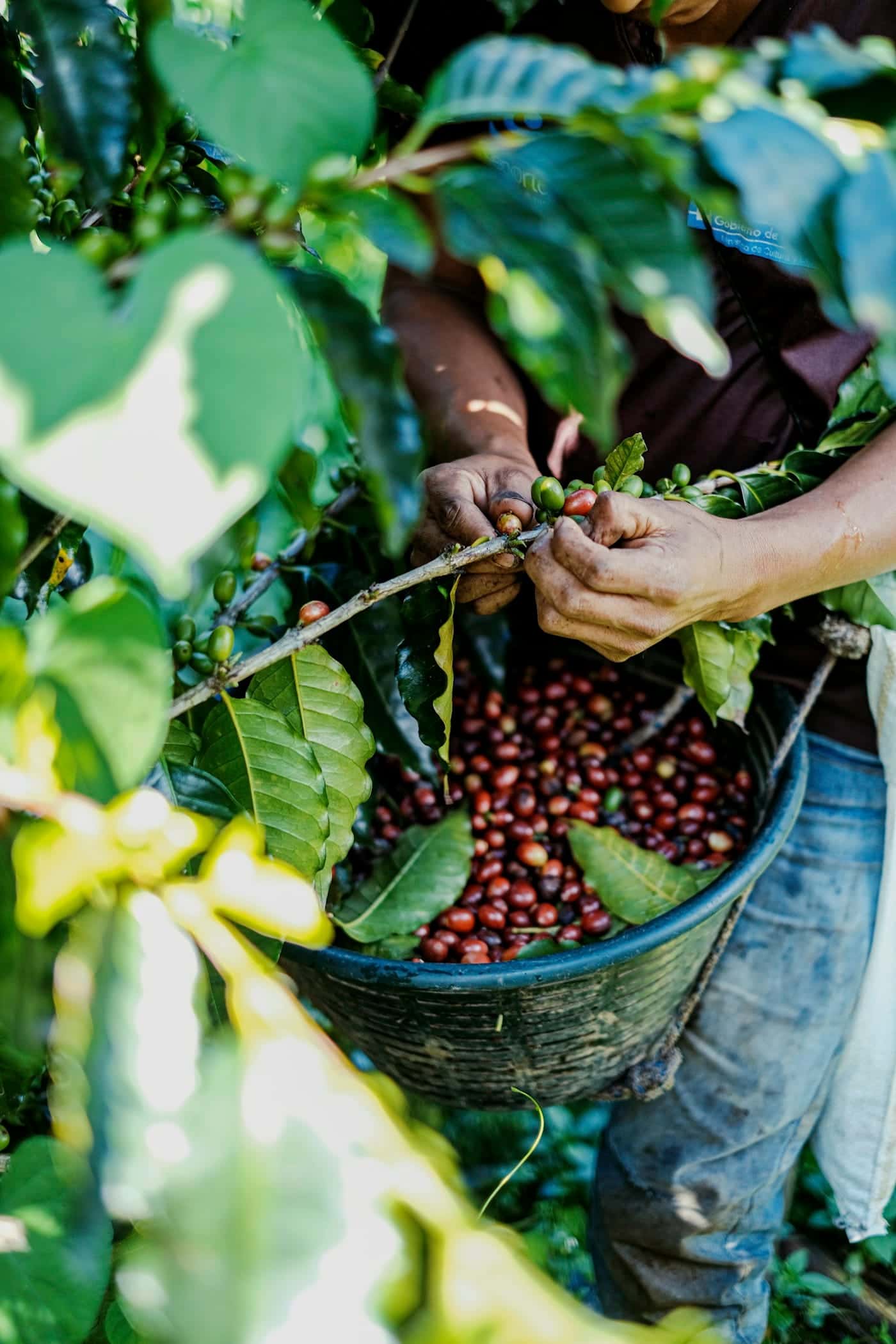 Tangan memetik buah kopi dan memasukkannya ke ember di antara daun kopi