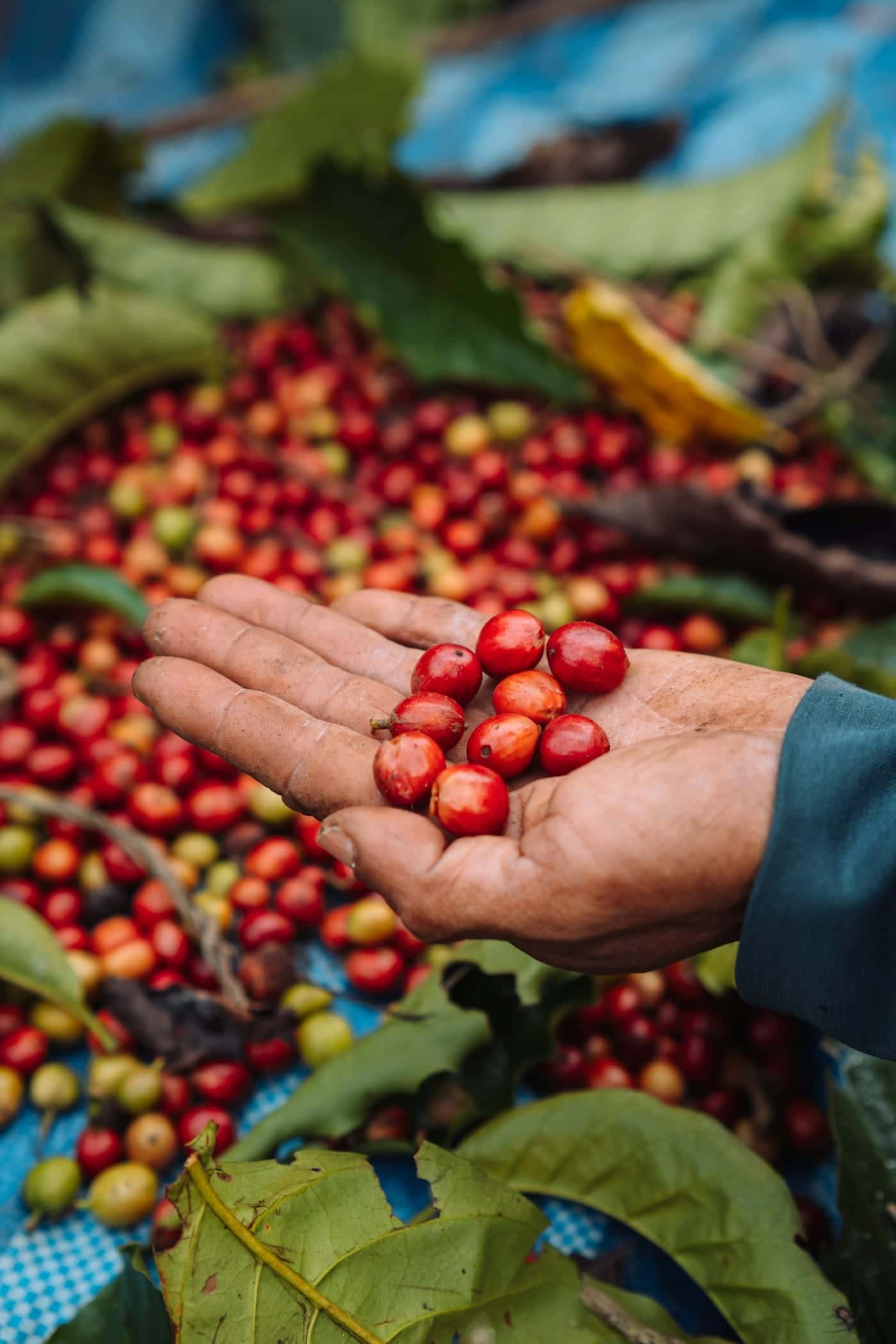 Tangan memegang beberapa buah kopi merah di atas tumpukan buah kopi hasil petik
