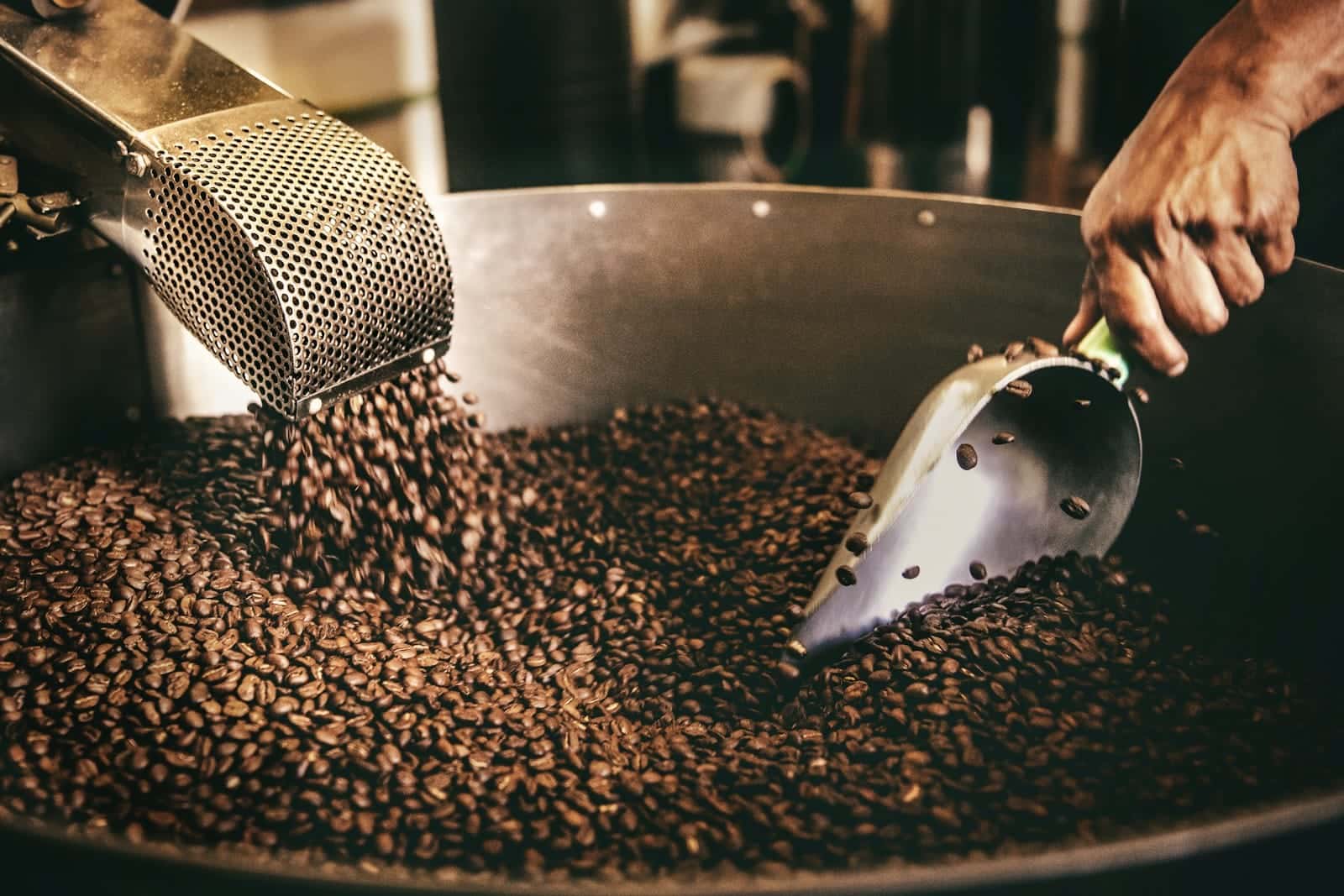 Tangan memegang sekop logam di atas tumpukan biji kopi sangrai di nampan pendingin