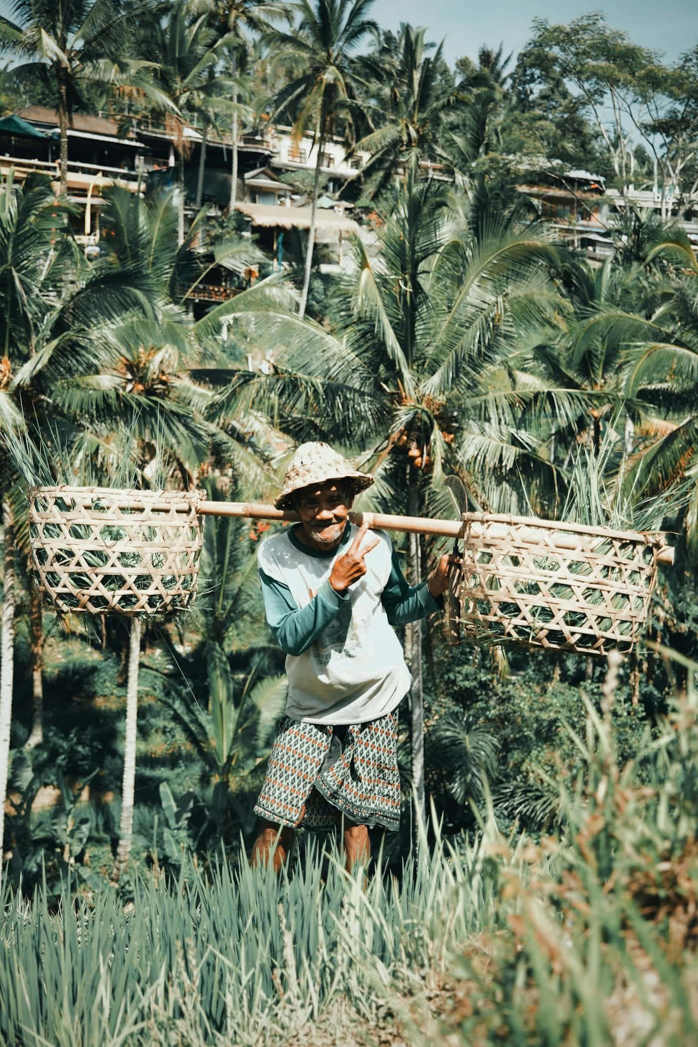 Seorang pria memikul keranjang anyaman melewati kebun di antara pohon kelapa