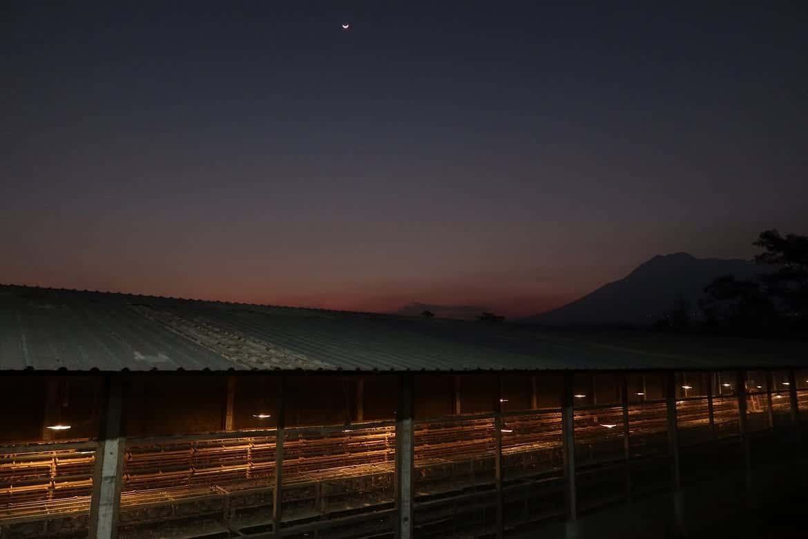 Kandang puyuh memanjang saat senja dengan gunung dan bulan sabit di latar belakang
