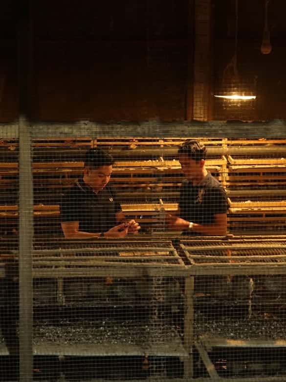 Dua pekerja berdiskusi sambil memeriksa sesuatu di dalam kandang puyuh bertingkat