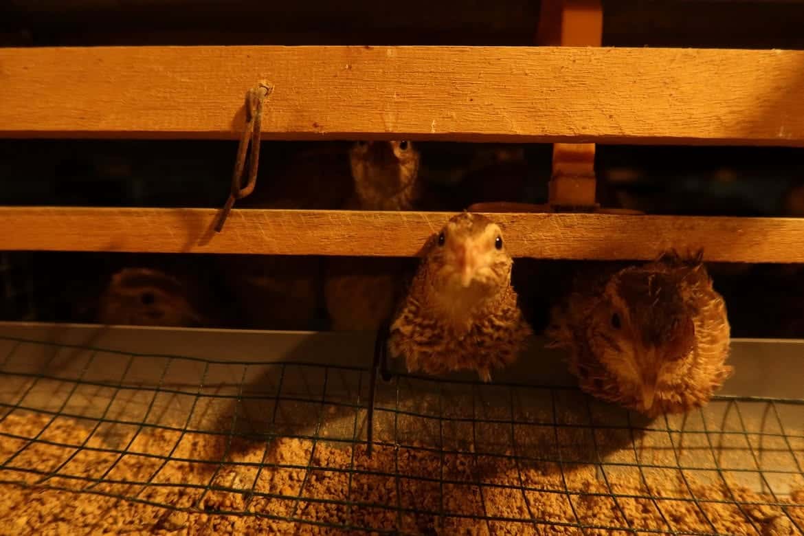 Anak puyuh mengintip di antara palang kayu kandang di atas pakan butiran