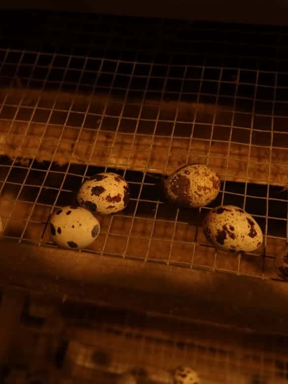 Telur puyuh berbintik di atas lantai kawat kandang