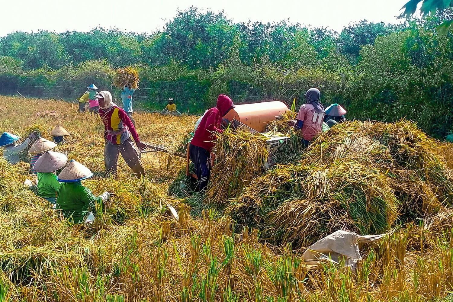Petani memanen dan merontokkan padi di hamparan sawah yang menguning di Jember
