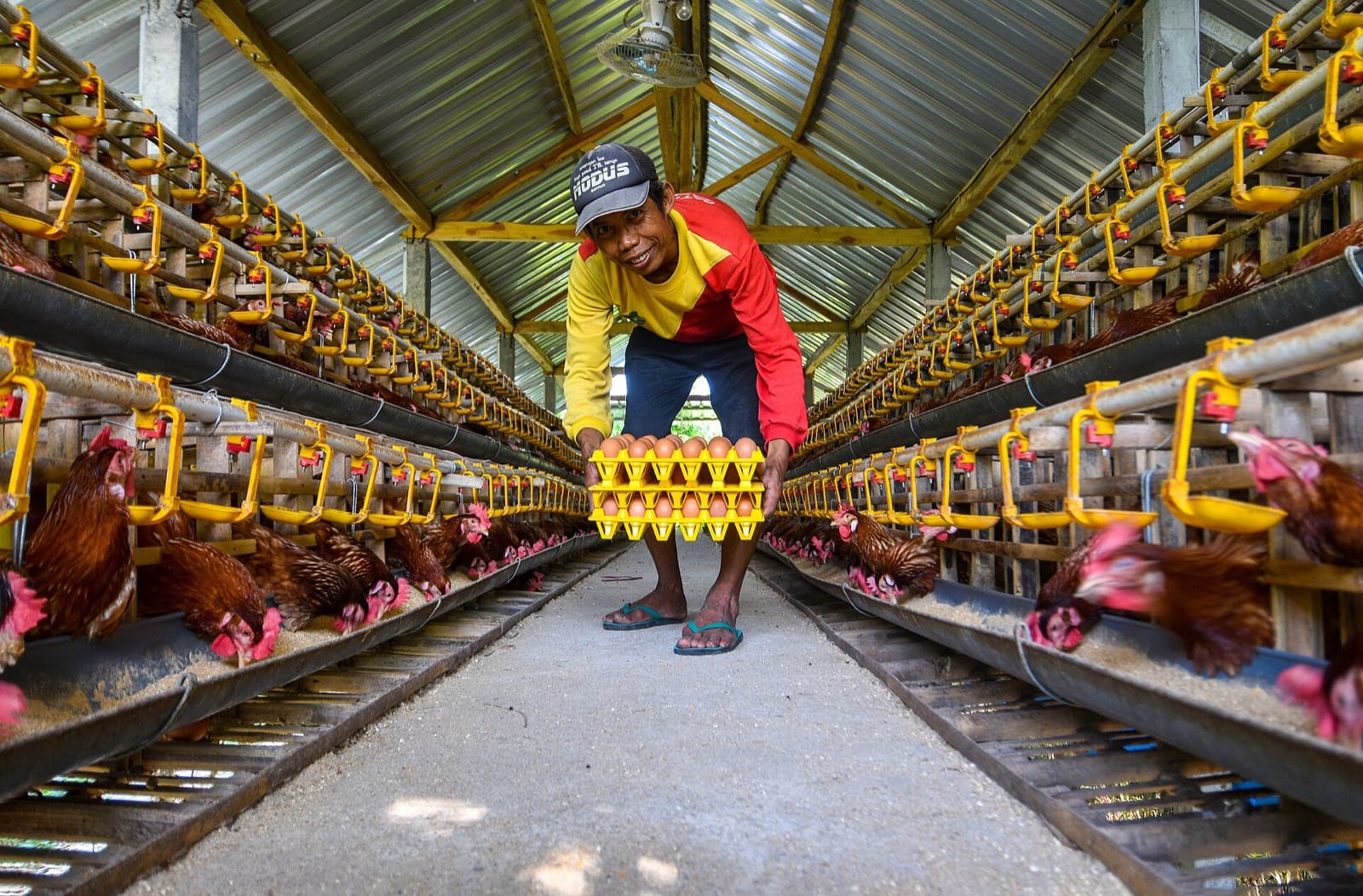 Peternak ayam petelur tersenyum sambil mengangkat nampan telur di lorong kandang baterai di Bojonegoro