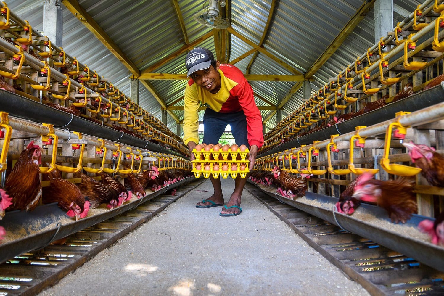 Seorang peternak membawa rak telur di lorong kandang ayam petelur bertingkat