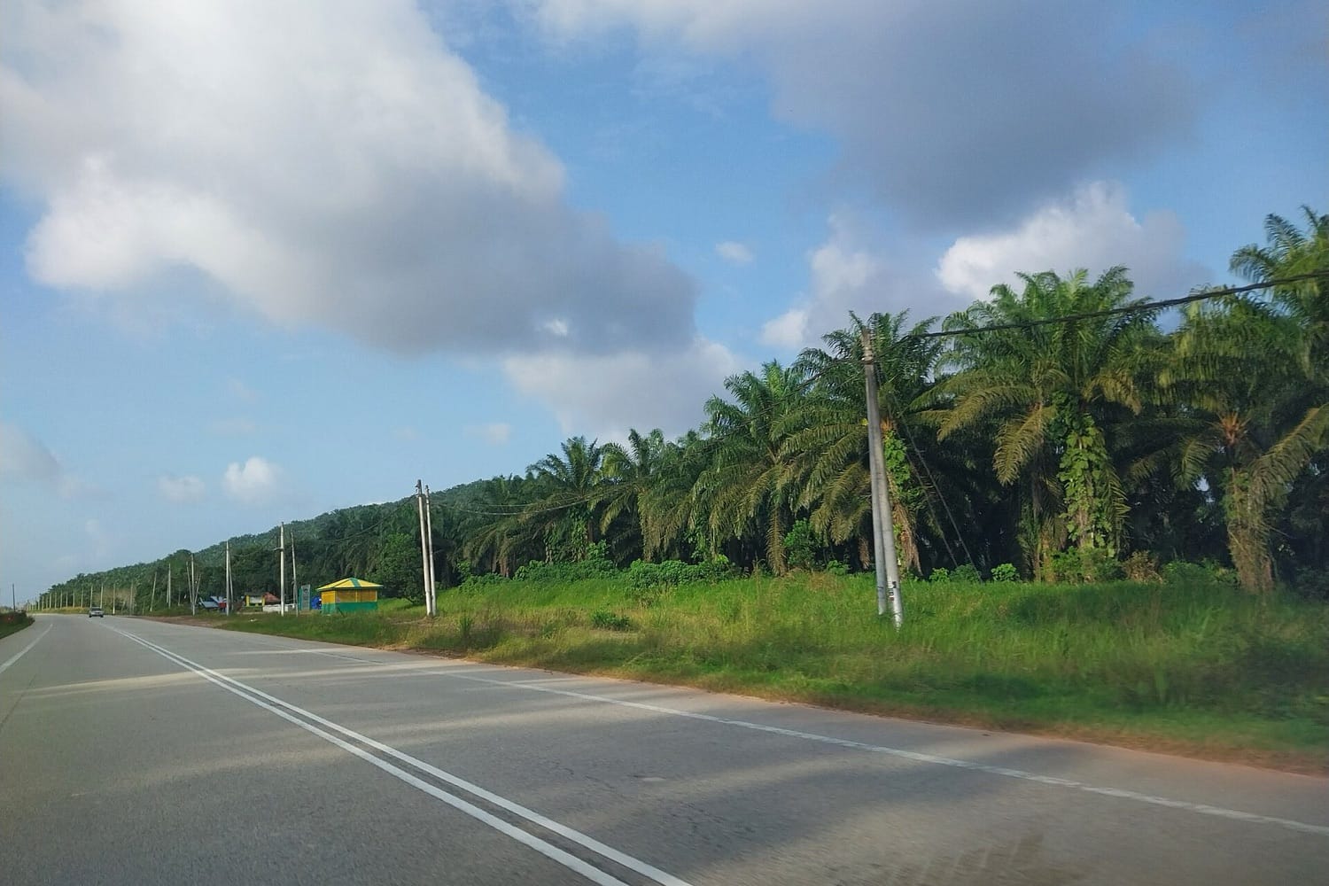 Barisan pohon kelapa sawit di sebuah perkebunan di Paloh Hinai, Pahang, Malaysia