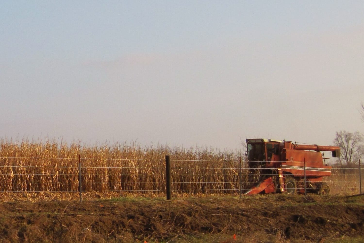 Mesin pemanen jagung merah di tepi ladang jagung yang menguning di Iowa, Amerika Serikat