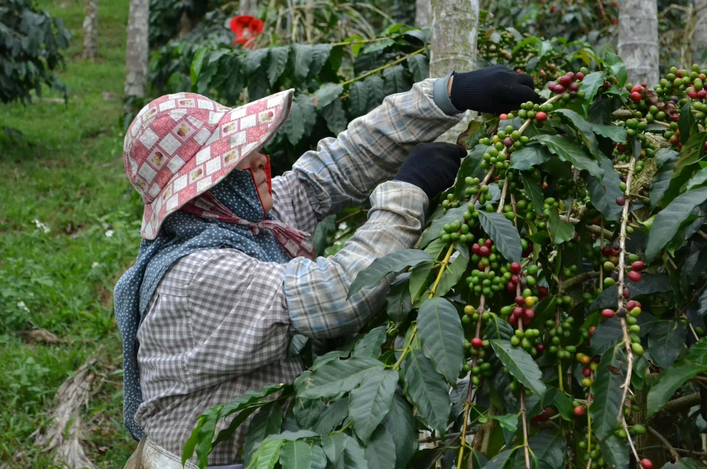 Pemetik berhelm anyaman memetik buah kopi dari cabang di tengah kebun