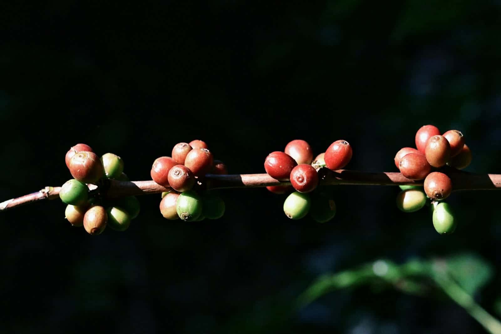 Buah kopi merah dan hijau pada ranting dengan latar belakang gelap
