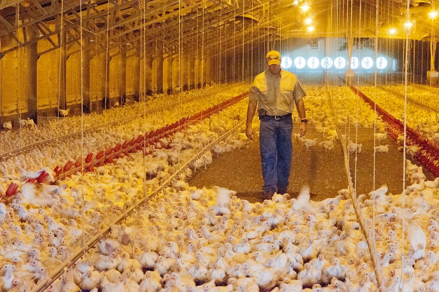 Peternak berjalan di antara ribuan ayam pedaging muda di dalam kandang tertutup yang berpenerangan kuning