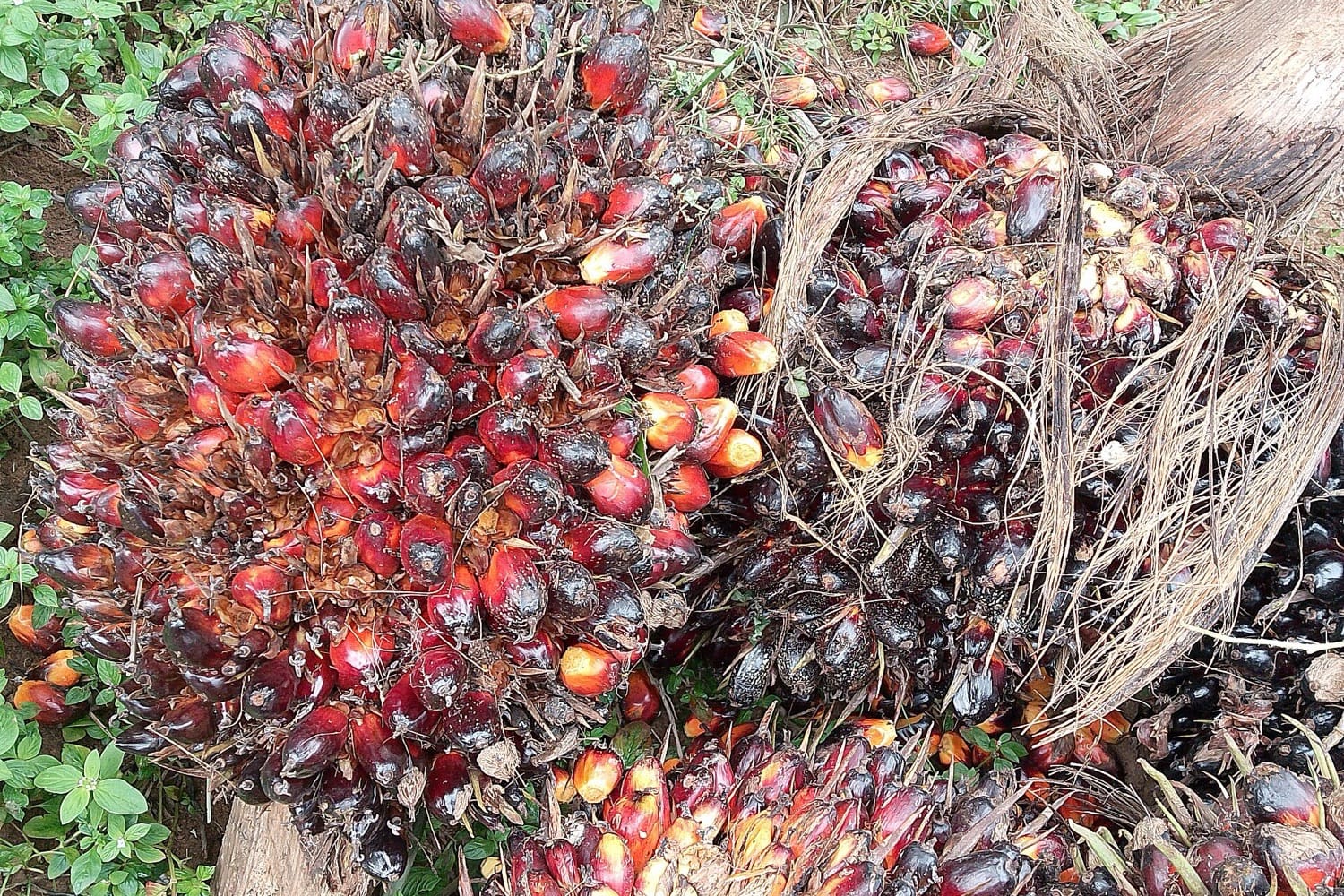 Tandan buah kelapa sawit hasil panen tergeletak di tanah kebun
