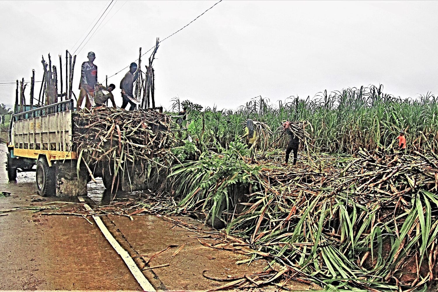Pekerja menaikkan batang tebu hasil panen ke atas truk di tepi ladang tebu di Batad, Filipina