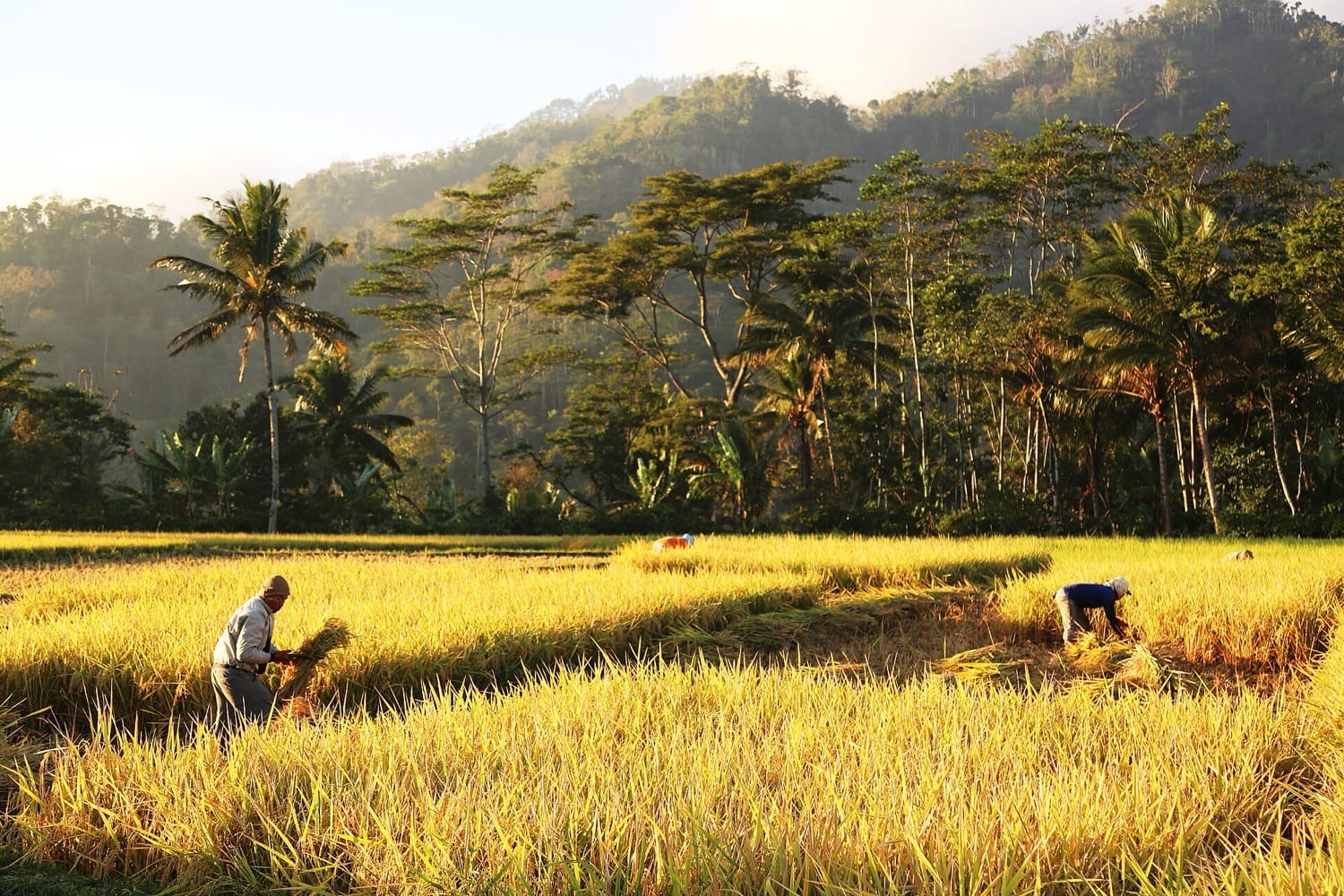 Dua petani memanen padi di hamparan sawah menguning yang diterangi cahaya pagi, berlatar perbukitan