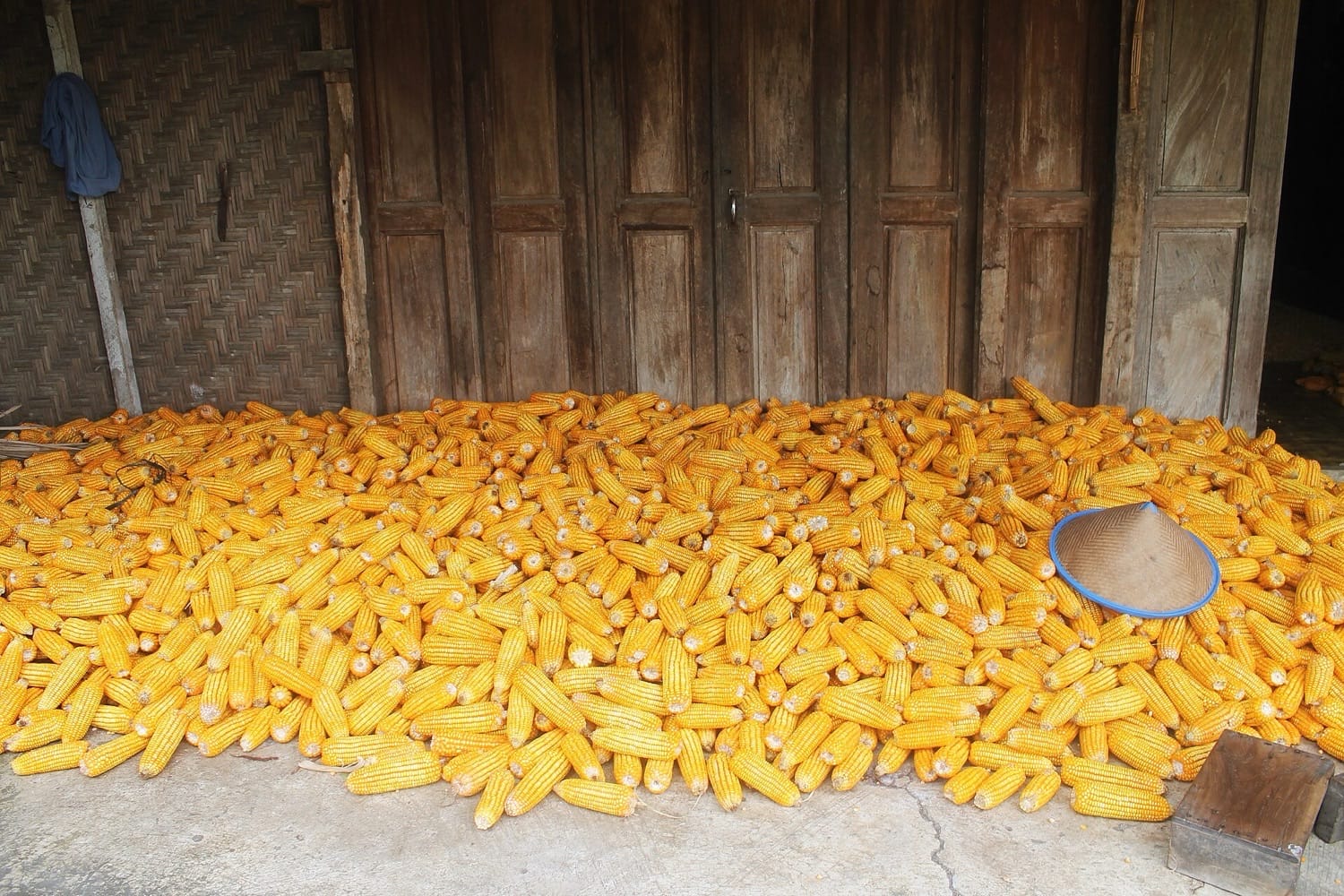 Tumpukan tongkol jagung kuning di depan rumah kayu, dengan caping petani tergeletak di atasnya
