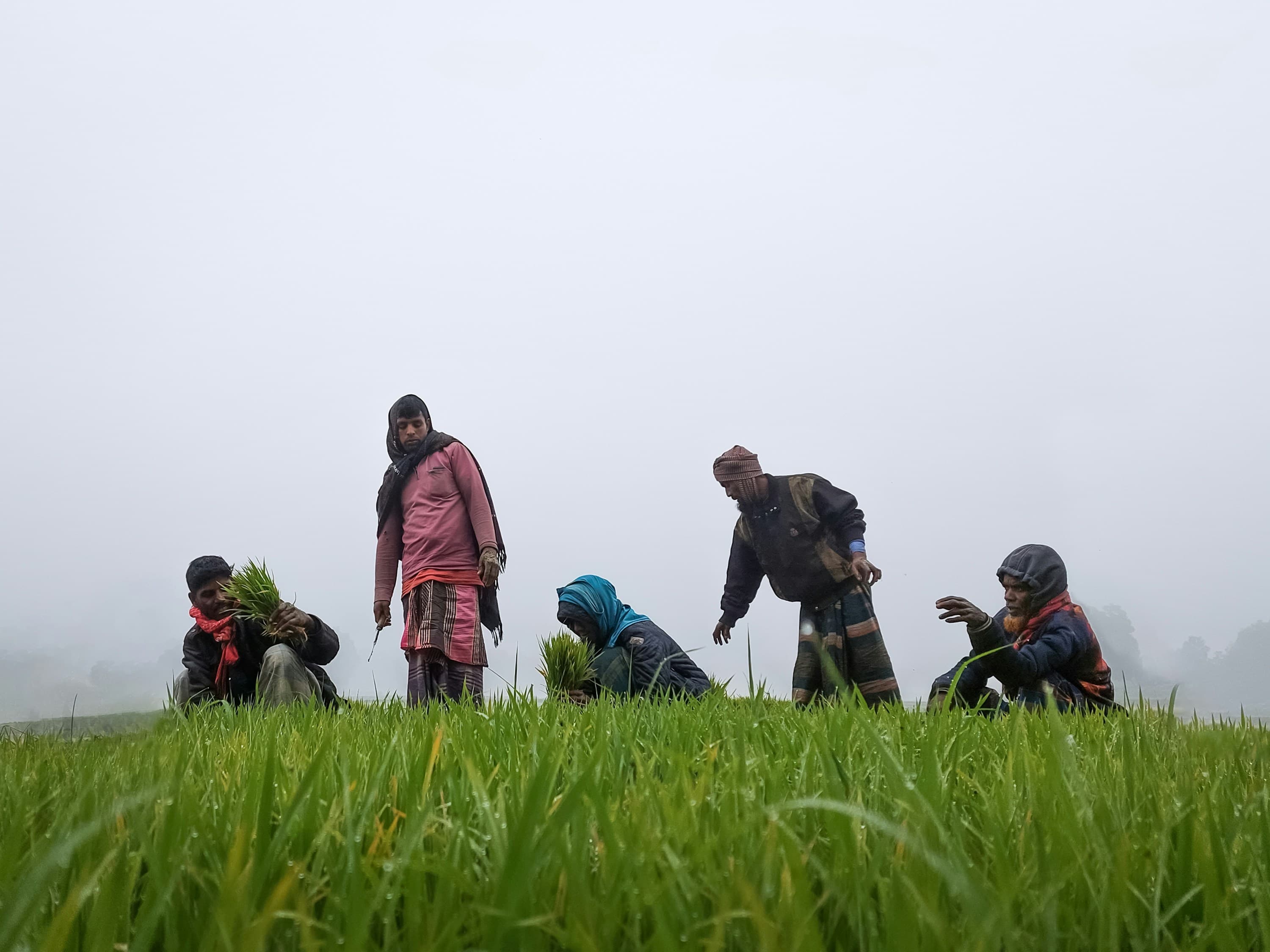 Riset Antropologi Petani