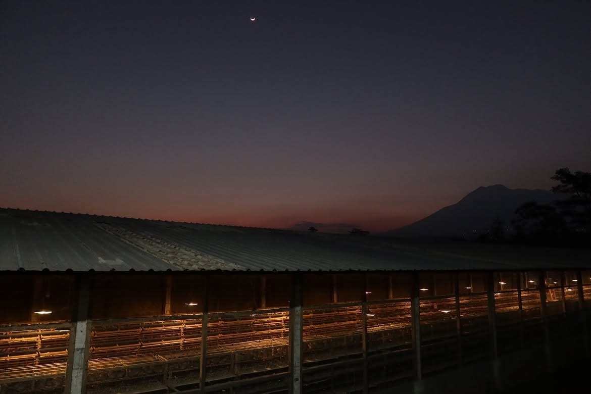 Kandang puyuh dilihat dari luar saat senja